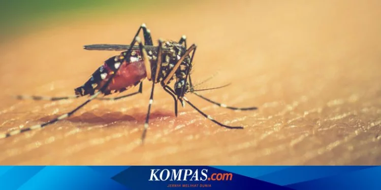 Studi Baru Ungkap Nyamuk Tertarik pada Orang Berbaju Merah Halaman all