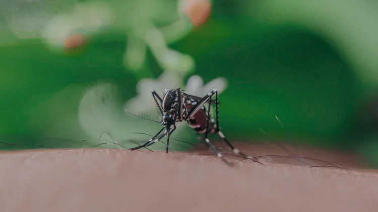 Waspada Demam Berdarah, Studi Ungkap Warna yang Tak Disukai Nyamuk
