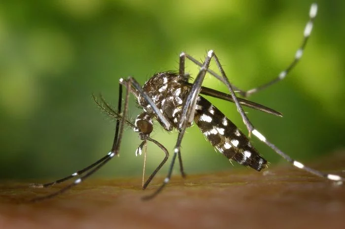 Perbedaan Nyamuk Aedes dan Anopheles, 2 Jenis Nyamuk Penyebab Penyakit