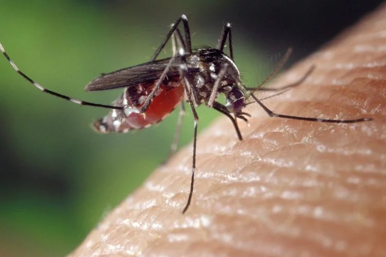 Musim Hujan Tiba - Saatnya Cegah Perkembangbiakan Nyamuk Demam Berdarah sekarang juga