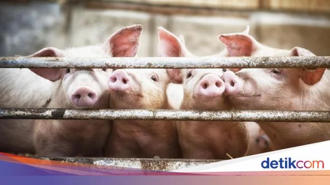 Terungkap! Harga Kedelai Naik Gegara Babi di China