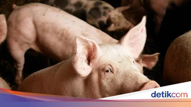Babi China Disebut Biang Kerok Harga Kedelai Naik, Begini Kronologinya