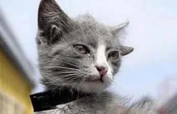 Kucing Rusia Dilarang Tampil di Pertunjukan Internasional