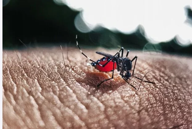 Kemenkes: Selama 2 Bulan Ada 15.269 Kasus Dengue Dilaporkan