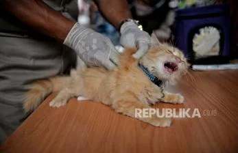 Sebanyak 38 Kucing dan Anjing di Pondok Kelapa, Jaktim Divaksin Rabies