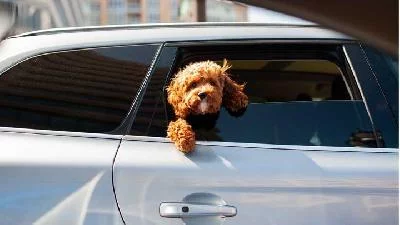 7 Tips Ajak Anjing Kesayangan Jalan-jalan Pakai Mobil