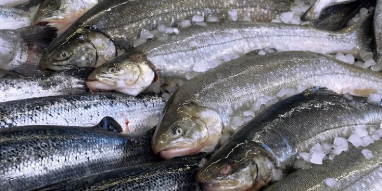 4 Jenis Ikan yang Bisa Bantu Kurangi Kadar Kolesterol dalam Tubuh