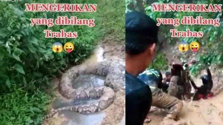 Bertualang Naik Motor Trail, Rombongan Ini Berhadapan dengan Ular Besar