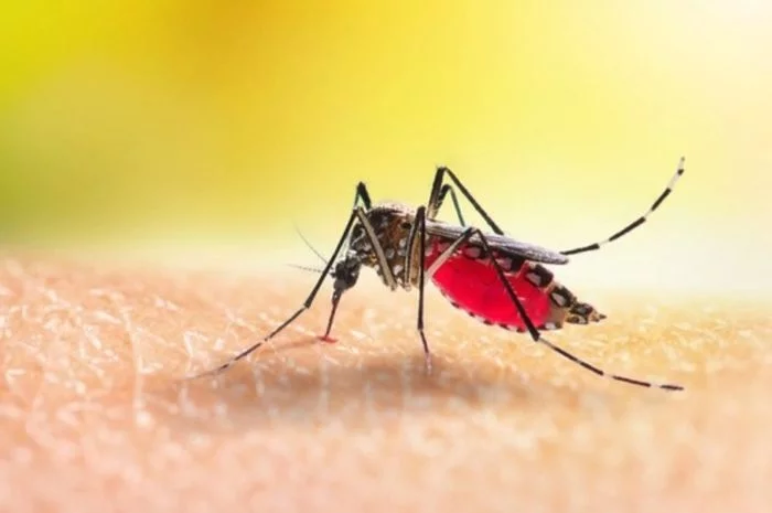 Selain Gelap, Ini 4 Penyebab Lain Nyamuk Bersarang di Kamar Tidur
