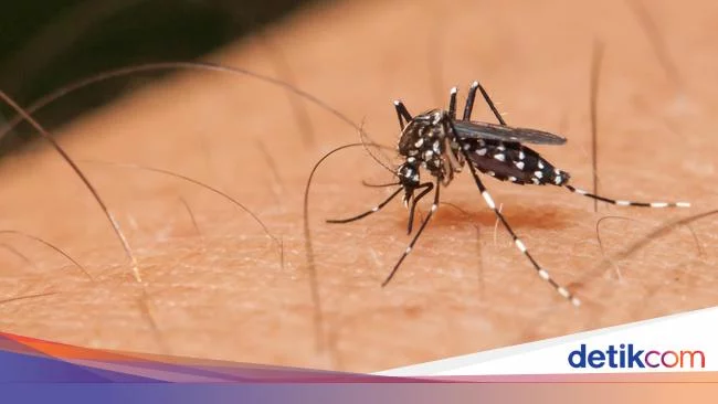 11 Warga Tasik Meninggal Gegara Terjangkit DBD, 2 Bayi