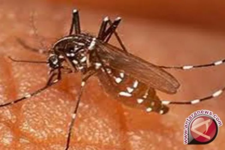 Hasil Riset: Kelambu Beracun Efektif Mencegah Malaria, Nyamuk Dijamin Kram Sayap