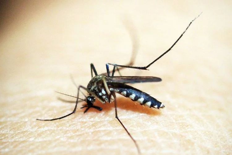 Kelambu Insektisida Mampu Turunkan Kasus Malaria
