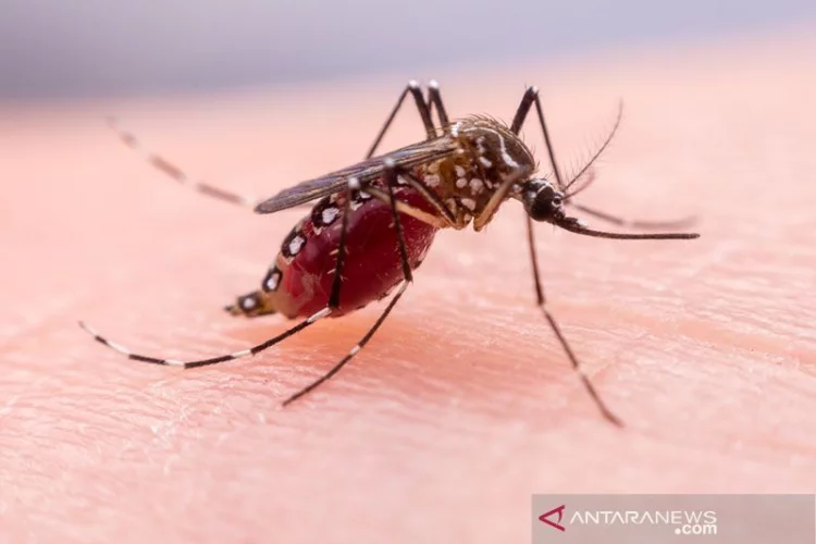 Studi Tanzania: Kelambu insektisida mampu turunkan kasus malaria