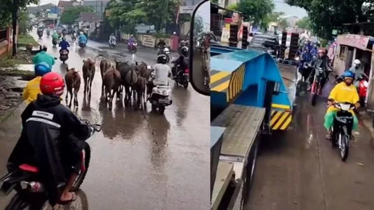 Bukan Si Komo, Segerombolan Sapi Menyeberang Bikin Jalanan Macet