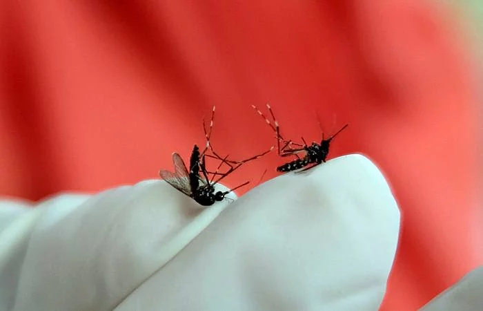 Waspada Bahaya Komplikasi Dengue Shock Syndrome Karena DBD, Bisa Sebabkan Kematian