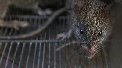 Ternyata Ini Alasan Tikus Gemar Masuk ke Ruang Mesin Mobil