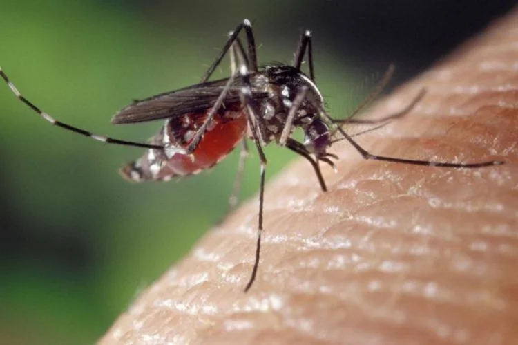 Covid-19 Perlahan Menghilang, Ilmuwan Khawatir Umat Manusia Akan Terusik Virus Zika