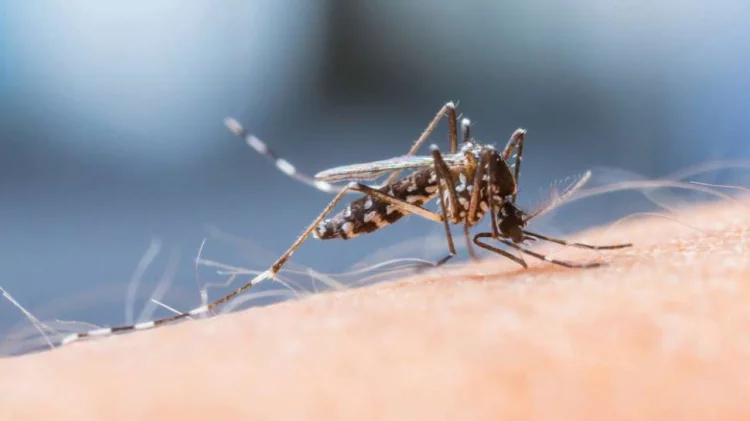 Tak Kalah Bahayanya dengan COVID-19, Pemerintah Ingatkan Cegah Penyakit Dengue dengan Berantas Larva Nyamuk