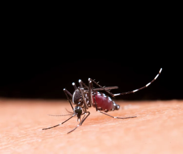 4 Provinsi telah Eliminasi Malaria