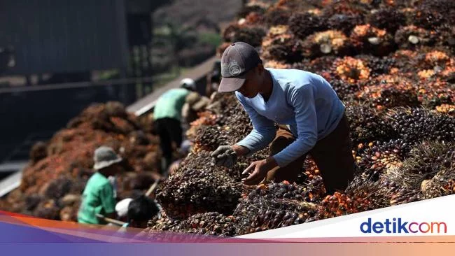 Jokowi Larang Ekspor Sawit, Ini Negara yang Bakal 'Kebakaran Jenggot'