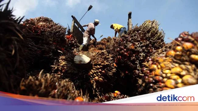 Ekspor Minyak Goreng Dilarang Jokowi, Drama Batu Bara Terulang?