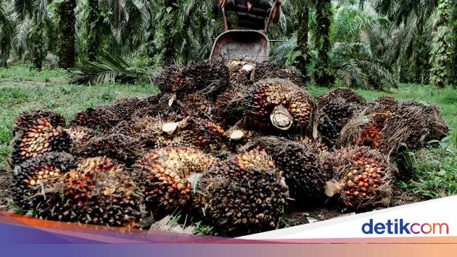 Harga TBS di Riau Anjlok Rp 1.100/kg Imbas Larangan Ekspor CPO