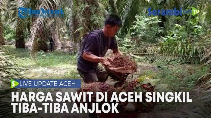 UPDATE INFO Harga Sawit di Aceh Singkil Tiba-tiba Anjlok