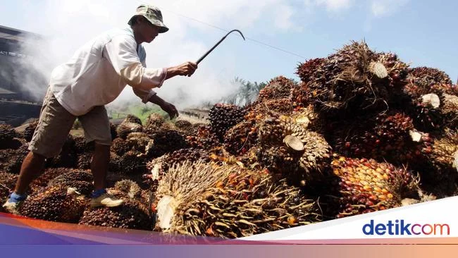 RI Larang Ekspor CPO dan Ancaman 'Kiamat' Minyak Goreng Dunia