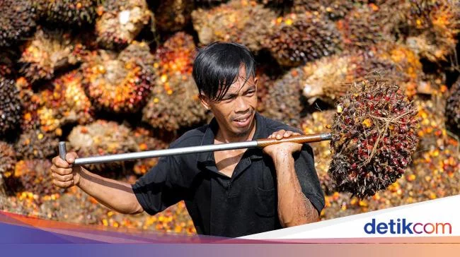 Ekspor CPO Dilarang Bikin Dunia Sadar Pentingnya Indonesia