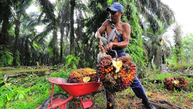 Malaysia Ketiban Durian Runtuh dari Larangan Ekspor CPO Jokowi