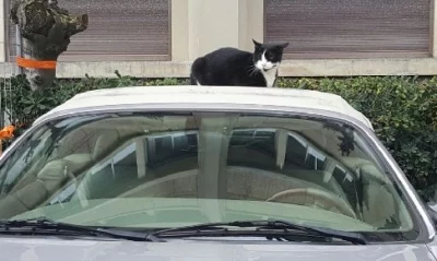 Cara Mencegah Kucing Beristirahat di Sekitar Kap Mobil