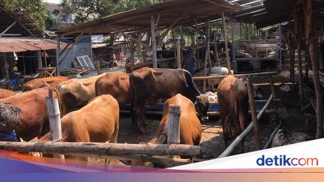 Penyakit Mulut dan Kuku Hewan Ternak Terdeteksi di 6 Desa di Lamongan