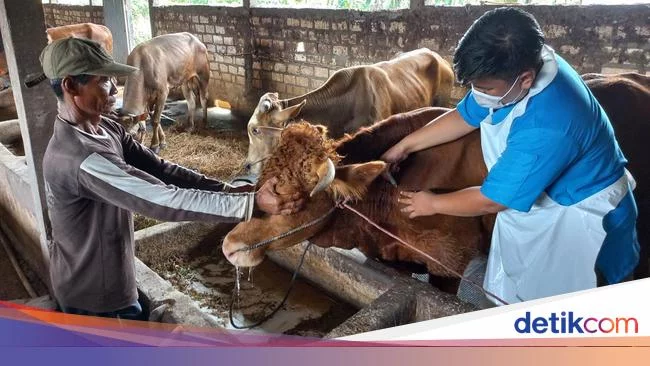 Lebih 1.600 Ternak di Empat Kabupaten Jatim Terjangkit Wabah PMK