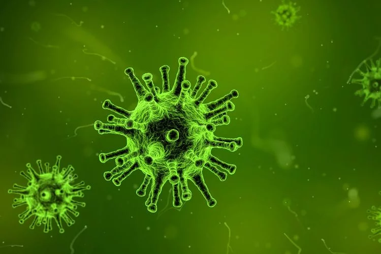 Muncul Ancaman Virus Hendra, Kenali Gejala dan Pengobatannya