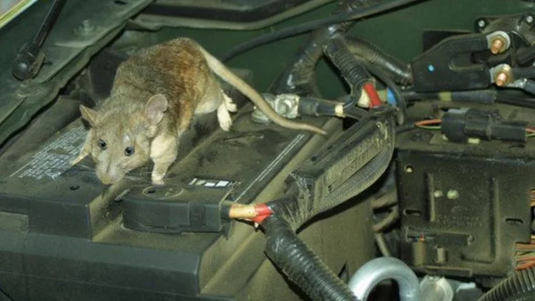 7 Tips Ampuh Mencegah Tikus Merusak Mobil Kesayangan