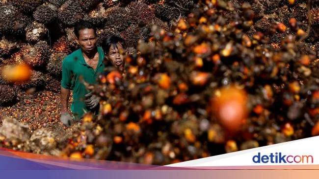 Petani Sawit 'Berdarah-darah', Hari Ini Gelar Demo Besar-besaran