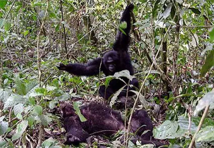 Peristiwa Langka Tawuran Gorila dan Simpanse, Ternyata Ini Pemicunya