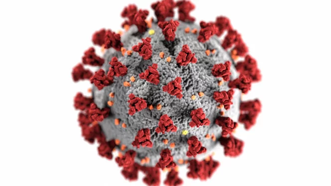 Terungkap! Seberapa Besar Bahaya Varian Baru Virus Hendra (HeV). Simak Lebih Lengkapnya