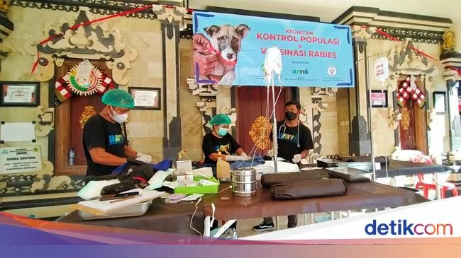 Tekan Rabies di Jembrana, Kontrol Populasi Anjing Lewat Sterilisasi