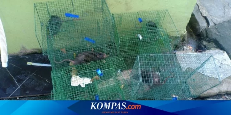 8 Orang Terpapar Virus, Warga Cipete Selatan Tangkap 50 Tikus untuk Diambil Sampelnya Halaman all