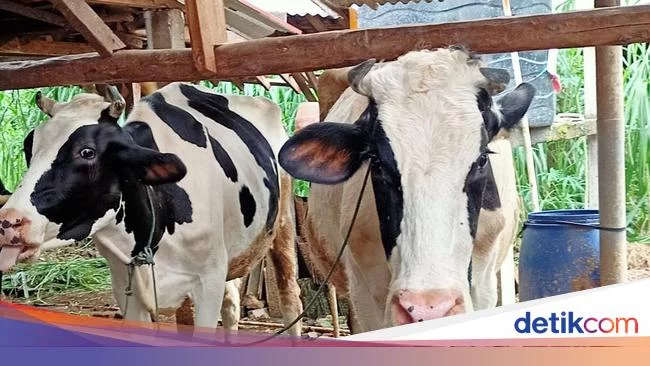 Anggota DPRD Desak Pemkab Ponorogo Turun Tangan Atasi Wabah PMK