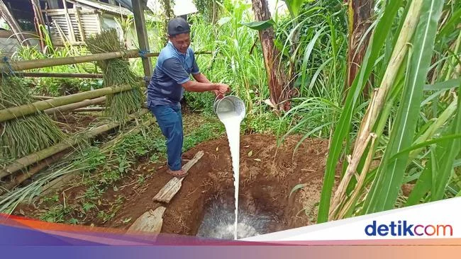 200 Liter Susu Dibuang Per Hari Gegara Sapi Perah di Ponorogo Suspek PMK