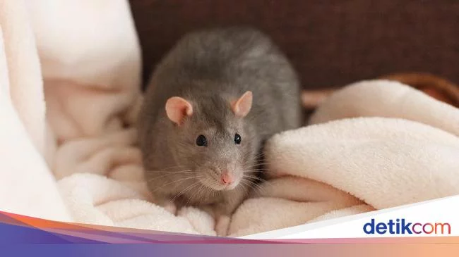 Masih Misterius Kabar 8 Warga Jakarta Terpapar Virus dari Tikus