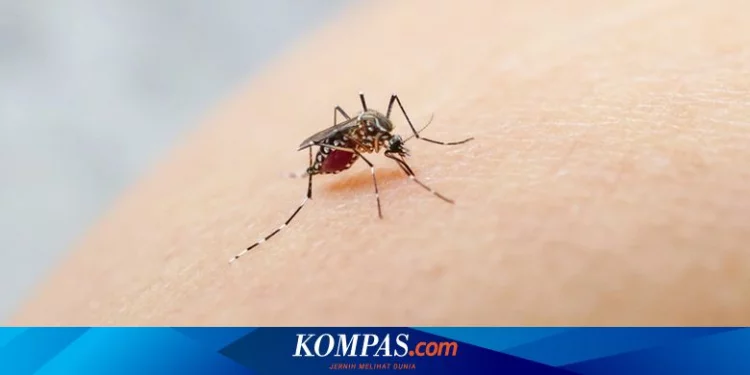 8 Orang Warga Cipete Bukan Terpapar Zoonosis dari Tikus, melainkan Chikungunya, Dinkes Jaksel Periksa Jentik