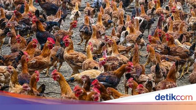 Menimbang Peluang RI Jadi Penyelamat 'Krisis Ayam' Singapura