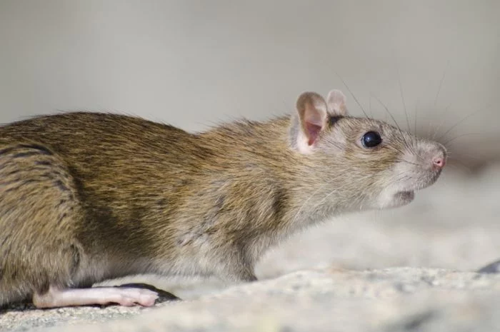 4 Jenis Penyakit yang Dibawa Tikus, Bisa Menular Lewat Urin dan Gigitan