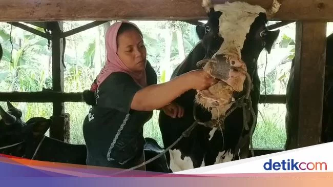 1.133 Sapi di 12 Kecamatan Pasuruan Terjangkit PMK, 12 Ekor Mati