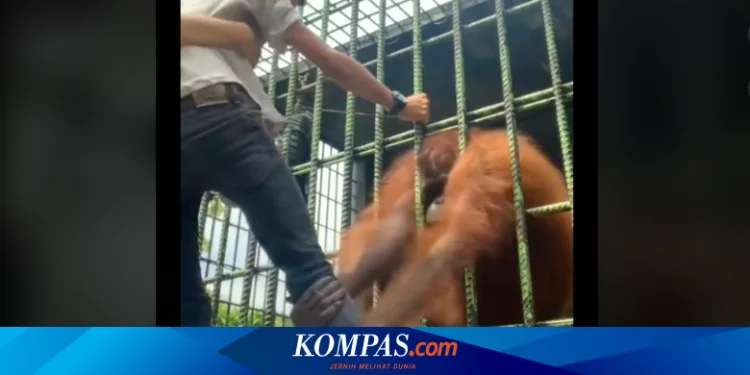 Pria yang Videonya VIral Ditarik Orangutan Akhirnya Minta Maaf, Mengaku Iseng demi Konten Halaman all