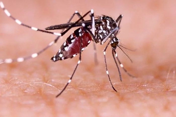 Hari Demam Berdarah Dengue ASEAN Diperingati 15 Juni, Ini Gejala dan Cara Mencegah DBD yang Perlu Diwaspadai!