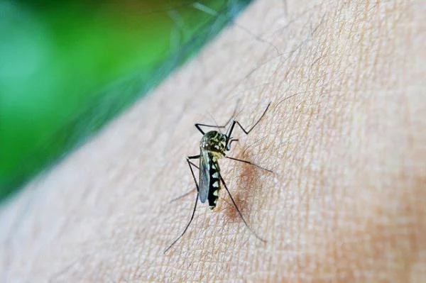 Gejala Demam Berdarah Dengue yang Wajib Diwaspadai